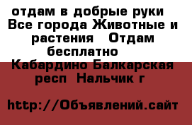 отдам в добрые руки - Все города Животные и растения » Отдам бесплатно   . Кабардино-Балкарская респ.,Нальчик г.